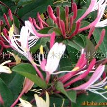 供应树形红色金银花／绿化苗木／四季金银花／金银花