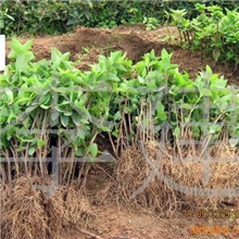 批发供应鲁蕾金银花