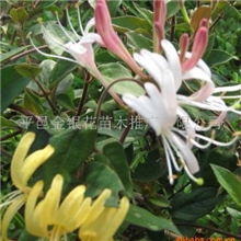 供应金银花/红色金银花/金银花盆景／四季金银花