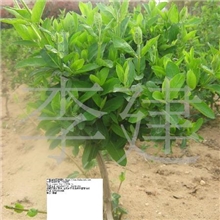 金银花金银花苗金银花树金银花盆景鲁蕾二号树形金银花苗