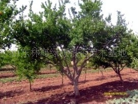 大量供应银杏、石榴、广玉兰、柿树等古树名木