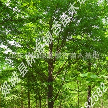 郯城新村银杏基地直销：10-40公分银杏、法桐、石榴等苗木