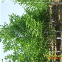 山东银杏緑化苗木、银杏树