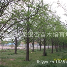 供应大规格银杏树、法桐/银杏树的移植及养护注意事项