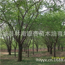 山东林海供应米经１６&mdash;50公分嫁接银杏、直生银杏、园林景观树