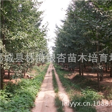 山东临沂产地直销优质景观大树精品银杏、法桐苗木