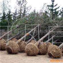 行道树、绿化乔木：山东银杏、法桐、樱花、石榴、果树等