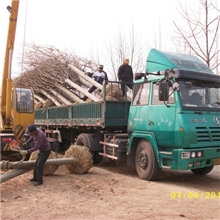 中国银杏之乡---供应15-30公分精品银杏、20-30法桐苗木