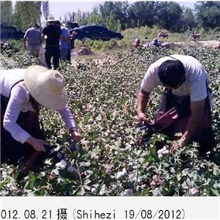 优质供应湖北省河南省河北省山东省新疆电动采棉机棉花采摘机