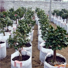 大量供应植树袋,美植袋.l量大从优南宁最好的植树袋