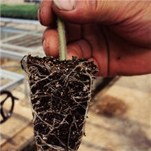 供应育苗基质|营养土|育苗器具