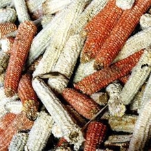 昊乾大量供应：玉米芯，玉米芯颗粒