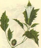 厂家长期供应东莨菪碱