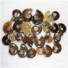 天然抛光斑彩螺化石螺化石发财螺全玉化斑彩螺