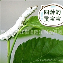 彩蚕宝宝饲料，蚕宝宝，蚕卵，蚕饲料（白色）代替桑叶，宠物饲料