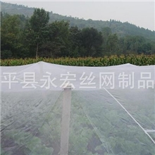 厂家批发防虫网草莓防虫网80目防虫网100目防虫网