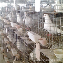 供应家禽笼