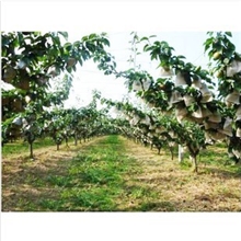 pp无纺布批发农用无纺布防水透气、抗老化