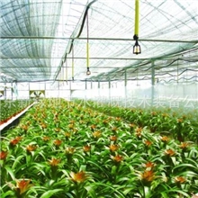 设计大棚喷灌、滴灌、滴箭、节水灌溉系统/指导安装