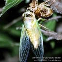 金蝉四季能养殖技术转让适时购种是成功的关键