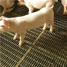 巨辉|轧花网|黑钢轧花网|不锈钢轧花网