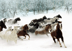 厂家直销光栅板材高清立体画3D立体画PET立体画批发QQ2023