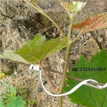 环保葡萄扎丝、园林扎线、包胶扎线园艺扎线