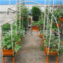 【绿色走廊】家庭阳台种菜专用设备