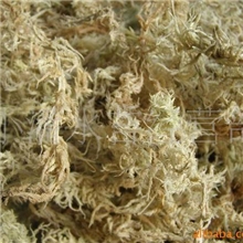 产地水苔销售