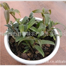 大量供应石斛栽培基质高原松树皮