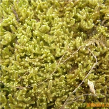 大量供应优质本色青苔