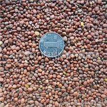 芽苗菜种子批发蔬菜种子萝卜种子1斤装