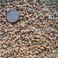 芽苗菜种子蔬菜种子小麦草种子芽苗后可以榨汁喝的小麦种1斤装