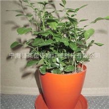 桌面环保小盆栽小盆景可降解简约小花盆竹纤维花盆