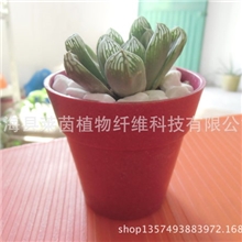 国际花盆电脑桌面多肉小花盆植物纤维可降解花盆厂家直销