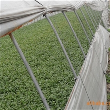 双农盛蔬菜大棚，双农盛蔬菜大棚管厂