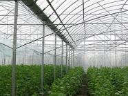 大棚，大棚管，大棚管厂，温室大棚，大棚配件，蔬菜大棚