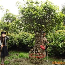 供应各广场，公园，乐园，植物园造型桂花---大桂花花瓶