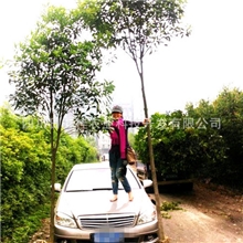 极品高分支点桂花极品丹桂极品馥桂桂花女王家的精品桂花