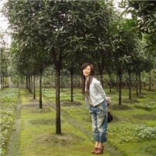 供应高品质桂花--极品金桂钢铁战士