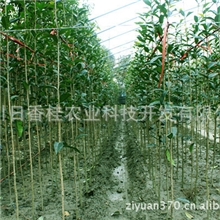 批发丹桂馥桂1米5高树条馥桂行道树条桂花树条