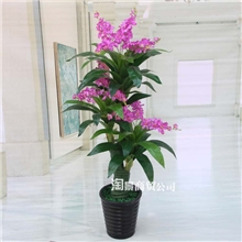 专业仿真植物批发人造树商场装饰盆栽仿真树客厅1.6m金龙香雪兰