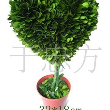 【诚信厂家】供应鲜度保持のヒメツゲ盆景保鲜黄杨