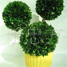 【推荐】保鲜树保鲜植物保鲜黄杨脱水植物