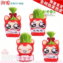 阿狸草娃娃DIY迷你植物工艺品负离子植栽青草植物盆栽盆景