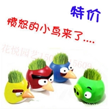 特价愤怒的小鸟草娃娃淘气郎青草种植迷你植物工艺品礼品