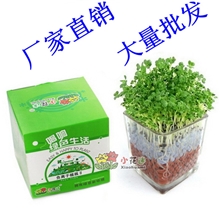 厂家直销陶碳球种植负离子植栽盆栽心形草2代升级版&mdash;6款