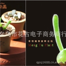 美国进口多肉植物（兔斯基)小兔子碧光环种子迷你植物盆栽