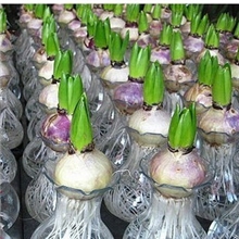 现货荷兰进口（正宗风信子种球）水培土培套装迷你植物创意盆栽