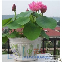 水培植物（碗莲种子）多色混合荷花种子莲花种子水生植物花卉